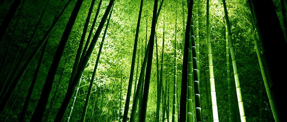 Bamboo