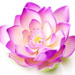 lotus bloem